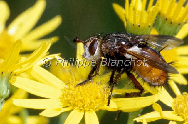 tachina fera.JPG - Tachina feraMouche Tachinaire ou Echinomyie sur seneçonDiptera, TachinidaeFrance